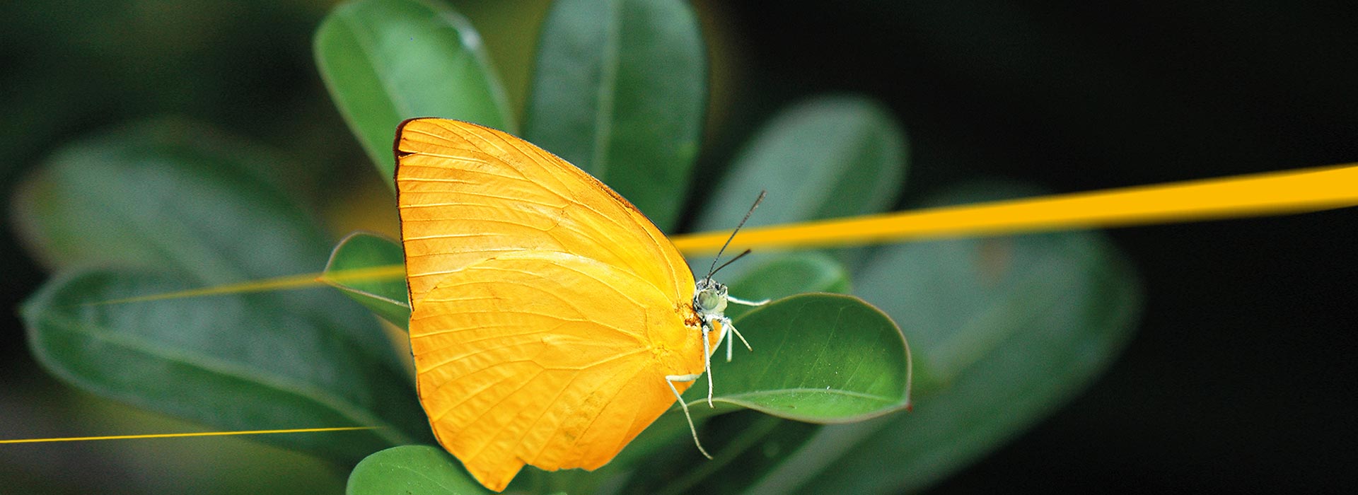 Green Care Butterfly on plant LGI